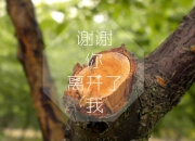 爱游戏娱乐-F1新赛季揭幕战之夜，楚阿梅尼的无解对手与赛道上的哲学隐喻