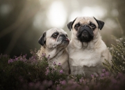 爱游戏体育-掘金带走奇才，武切维奇关键节点连续得分锁定胜局