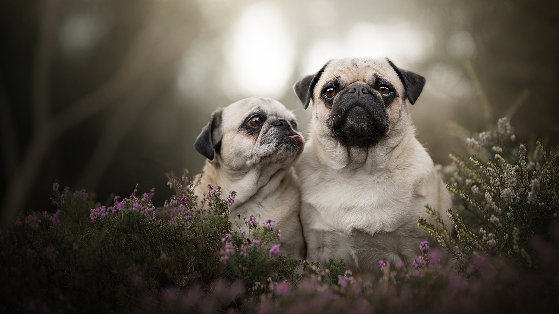 掘金带走奇才，武切维奇关键节点连续得分锁定胜局